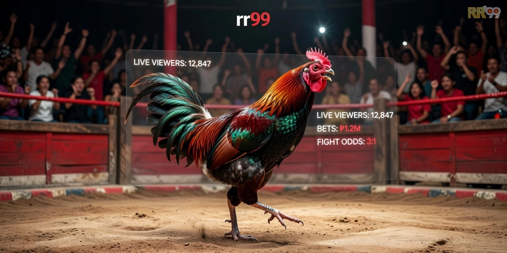 Hình minh họa khái niệm xem đá gà trực tiếp trên nền tảng rr99 với giao diện chuyên nghiệp